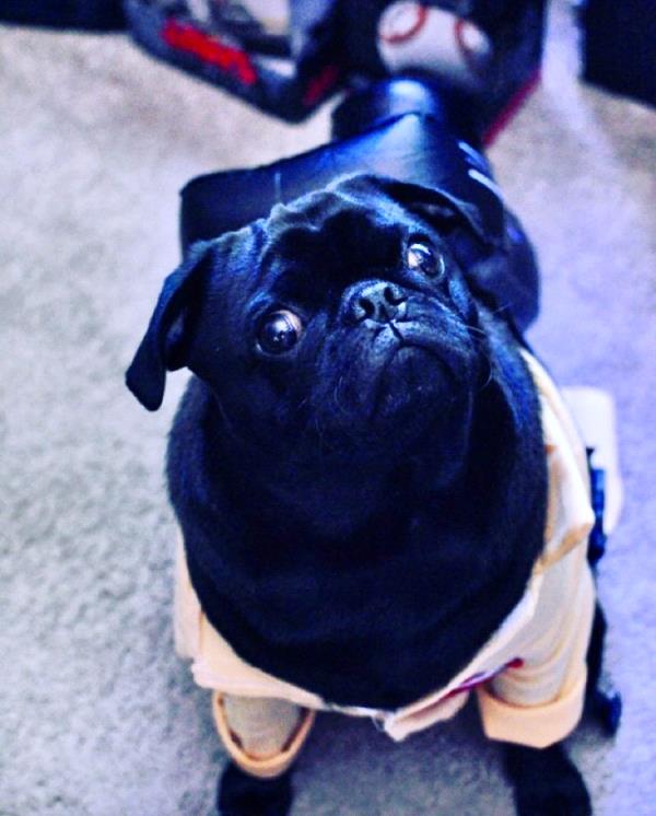 /Images/uploads/PUG NATION RESCUE OF LOS ANGELES/pugnationcalendar/entries/2472thumb.jpg